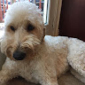 Meet your Posher, Leon